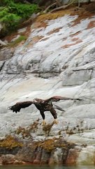 EAGLE,,, Eagle is a hunter bird,this is strong bird o the other birds