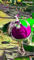 HEN,,, This is beautiful colorful hen.