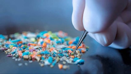 Descubren Microplásticos En El Cerebro Humano