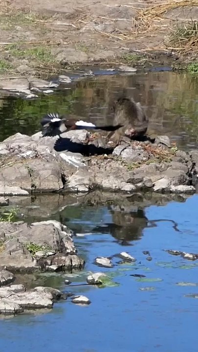 FIGHT EAGLE AND MONKEY,,,,