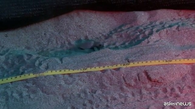Sono nate 43 tartarughe Caretta Caretta sulla spiaggia di Laigueglia