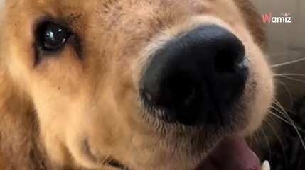 Скачать видео: Frauchen völlig baff, als ihr Golden Retriever DAS im Garten findet