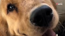 Frauchen völlig baff, als ihr Golden Retriever DAS im Garten findet