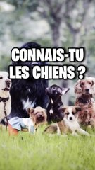 Testez Vos Connaissances : Quiz sur les Races de Chiens 🐶