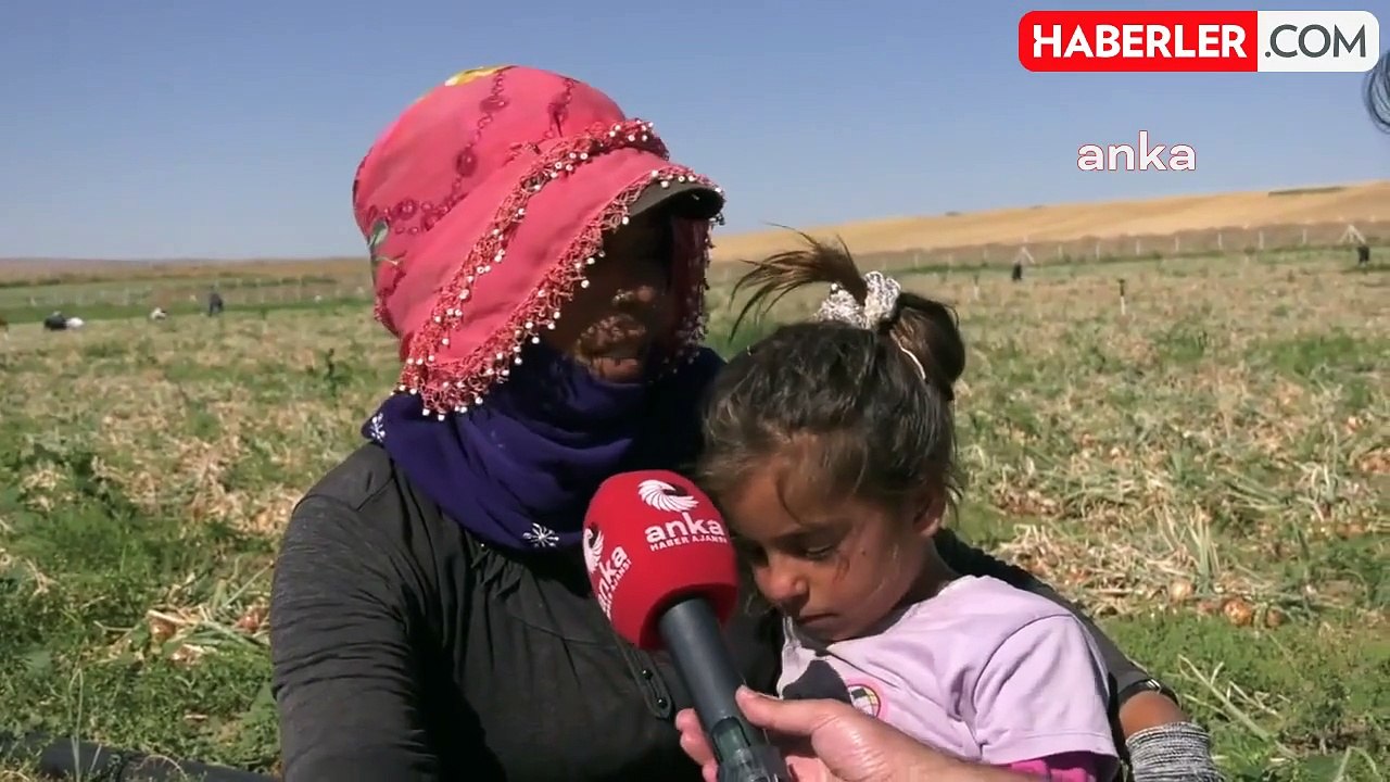 Mevsimlik Tarım İşçisi Kadınların Zorlu Mesaisi: "Beraber Çalışıyoruz, Bizim Erkeklerden Ne Farkımız Var?"