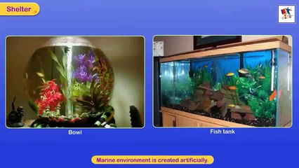 Animals Shelter And Movement