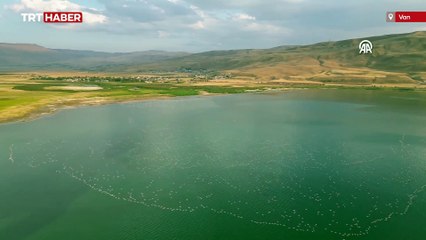Van Gölü flamingoları ağırlıyor