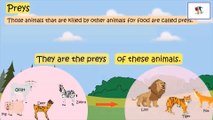 Characteristics Of Animals