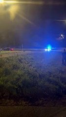 wallaby run over and killed in St Columb Major