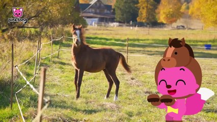 Meet the Baby Animals _ Baby Animals Songs _ Pinkfong for Kids