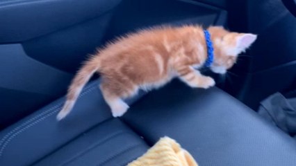 Pet cat's curiosity leads to an unexpected fall into car door pocket
