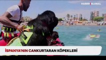 İspanya'nın cankurtaran köpekleri: Sahillerde devriye geziyorlar