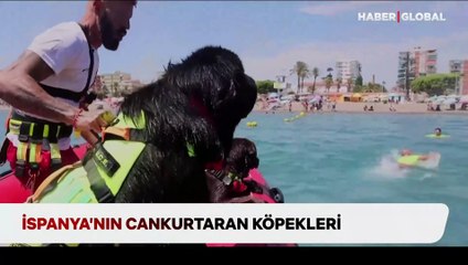 İspanya'nın cankurtaran köpekleri: Sahillerde devriye geziyorlar
