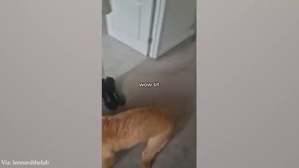 Funny dogs are here to make you laugh  New funny animals 2024