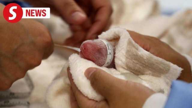 Giant panda Meng Meng gives birth to twins at Berlin zoo