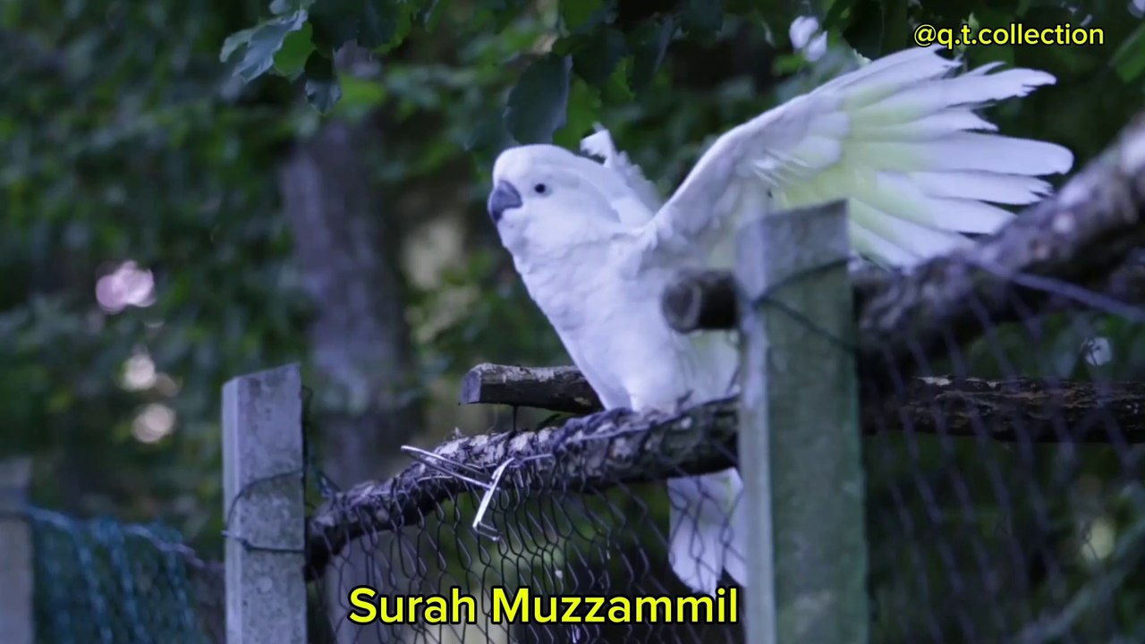Surah Muzzammil
