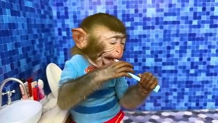 Monkey fun swimming pool ‍♀️