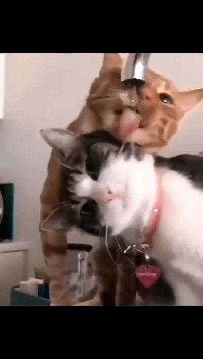 Funny animal 15.
