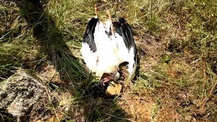 Más de 70 cigüeñas han muerto en solo cinco días por electrocución en Girona