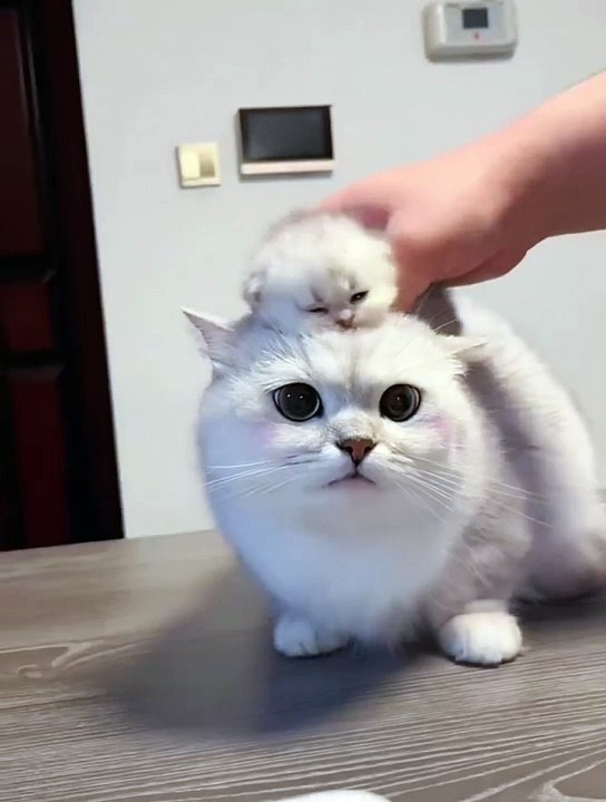 Funny Cats