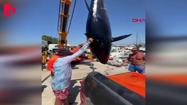 Bodrum’da amatör balıkçılar 376 kiloluk dev orkinos yakaladı