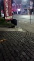 Tamanduá rouba a cena ao atravessar rua no Oeste de SC