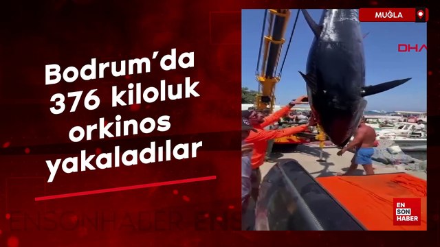 Bodrum'da amatör balıkçılar 376 kiloluk dev orkinos yakaladı