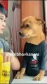 Angry dog with a boy __ hindi funny dubbing __ comedy _funnyvideo _comedy _shorts _trending(360P)