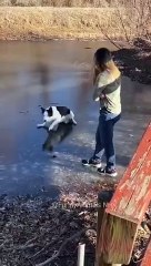 Funny cat and dogs  episode 187 _pets _shorts _funny _cat _dog(360P)