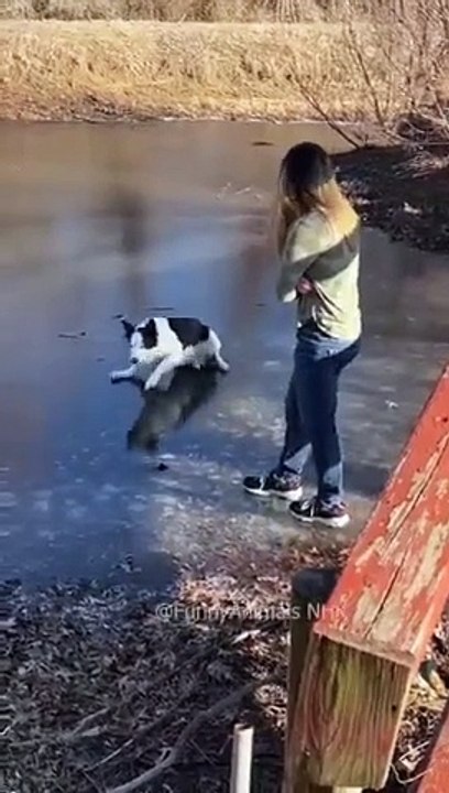 Funny cat and dogs  episode 187 _pets _shorts _funny _cat _dog(360P)
