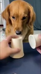Your daily dose of funny cute dogs _relaxmydog _funny _dogs _funnydogs _compilation(360P)