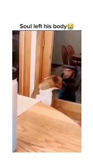 Funny Dog Compilation pt94 _shorts _dog _funnypuppy _petvideos _amazingpets _funny_funnypets_animals(360P)