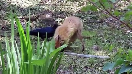 The red fox is not only a master rat catcher, but also a snake!