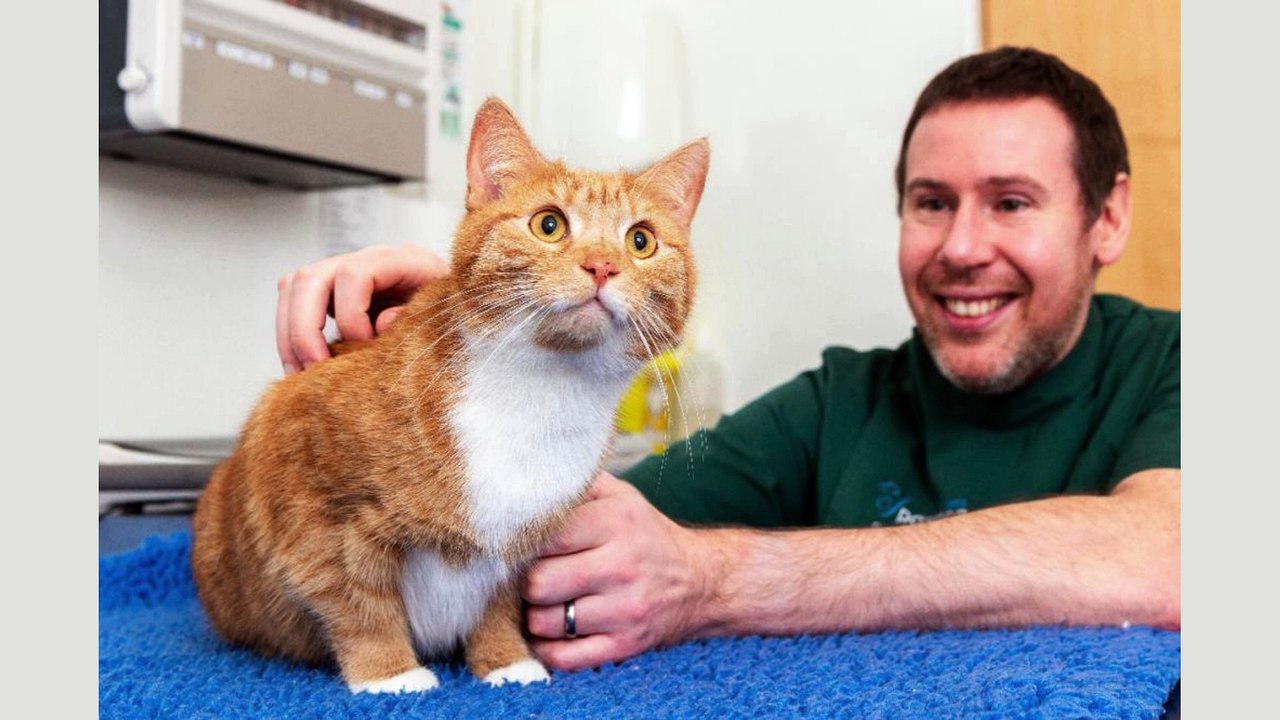 MIRACLE CAT! George's 30-Foot Fall Will Leave You Speechless!#FurryFreefall #MiracleCat  #catlovers