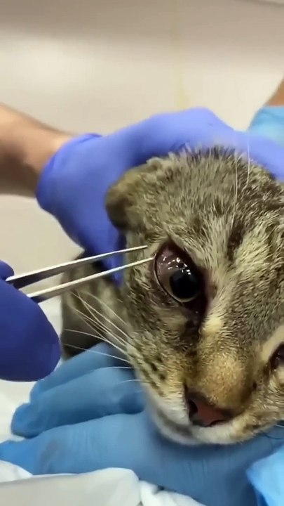 Pisi pisi otu gözden alınmazsa bu şekil gözlerini kör ediyor kedi köpek fark etmez #shortvideo