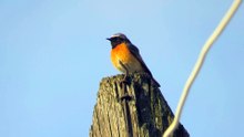 Common redstart