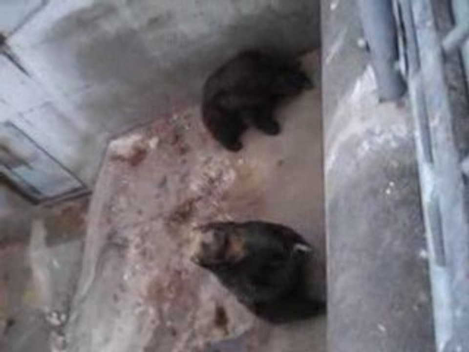 Poor bear