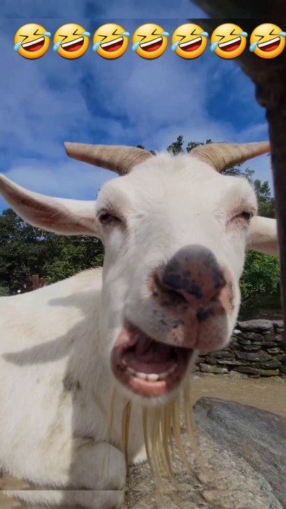 Funny videos 