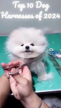 Fetch the Best: Top 10 Dog Harnesses of 2024, Pawsitively Tested and Reviewed