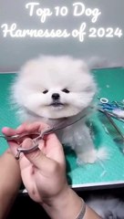 Fetch the Best: Top 10 Dog Harnesses of 2024, Pawsitively Tested and Reviewed 