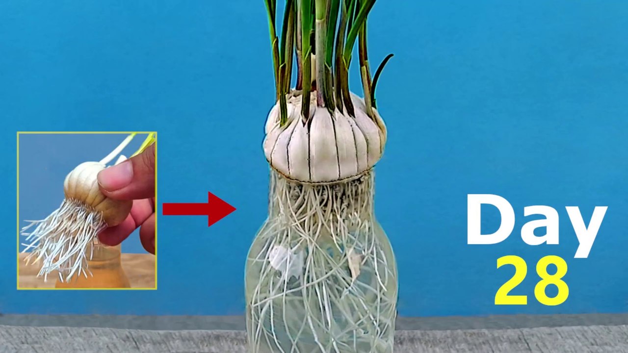 How to Grow Hydroponic Garlic at Home | Grow Garlic at Home