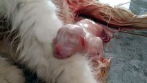 Mom Cat Giving Birth To Her 4 Cute Kittens s