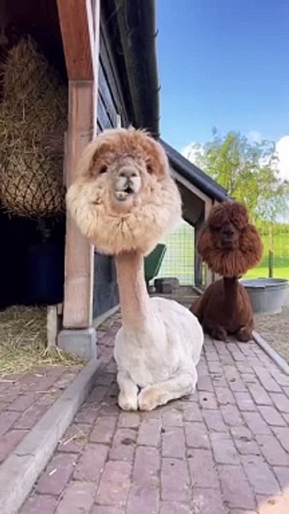 Camel+tiger