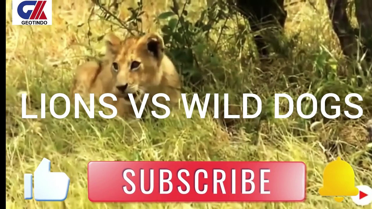 LIONS VS WILD DOGS-1