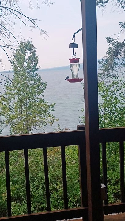 Hummingbirds!