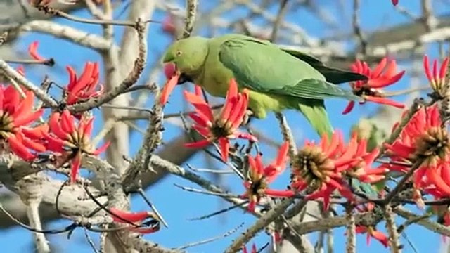 Most Beautiful Birds Collection in the World in 8K #animals #Wildlife