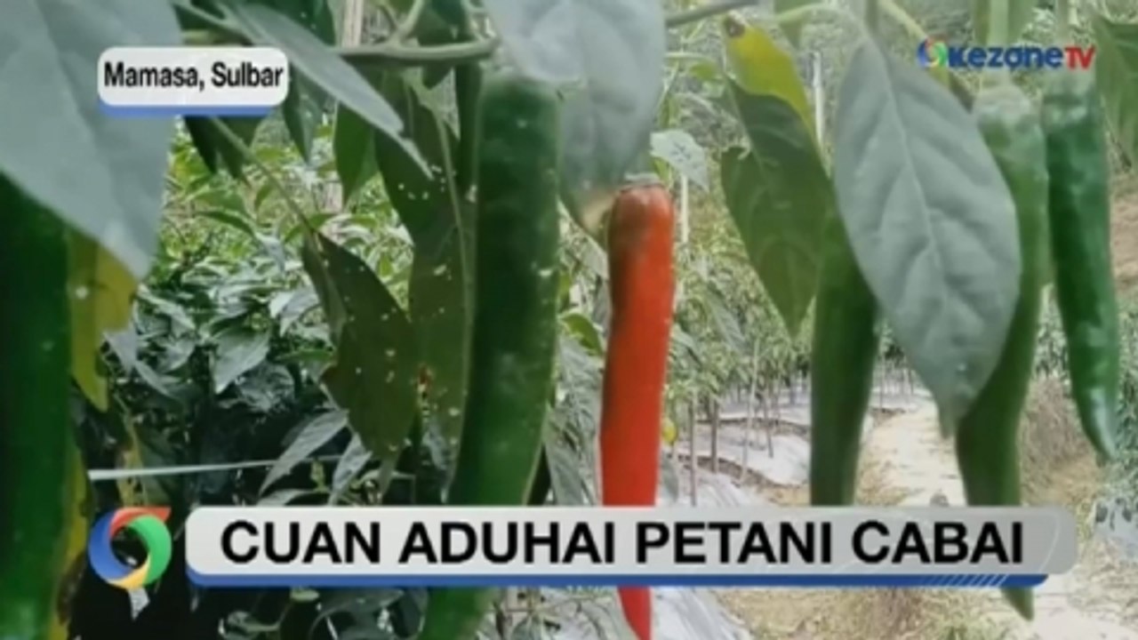 6 Bulan Merintis Budidaya Cabai, Pria di Mamasa Raup Omzet Rp40 Juta per Bulan