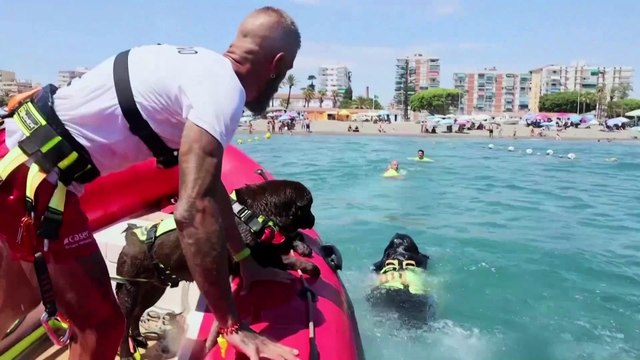 These four-legged lifeguards patrol a Spanish beach