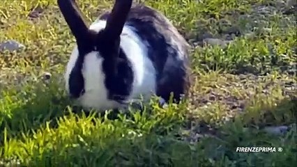 City rabbits Conigli di città