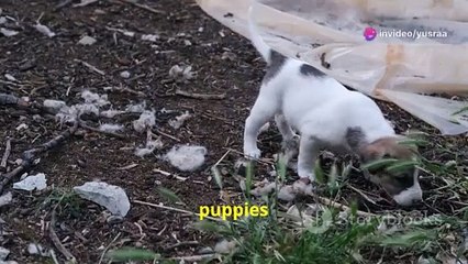 invideo-ai-720-The Adventures of a Lost Puppy -2024-08-25T04_09_05